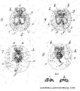 Müller, O F (1786): Animalcula infusoria fluviatilia et marina, quæ detexit, systematice descripsit et ad vivum delineari curavit.  